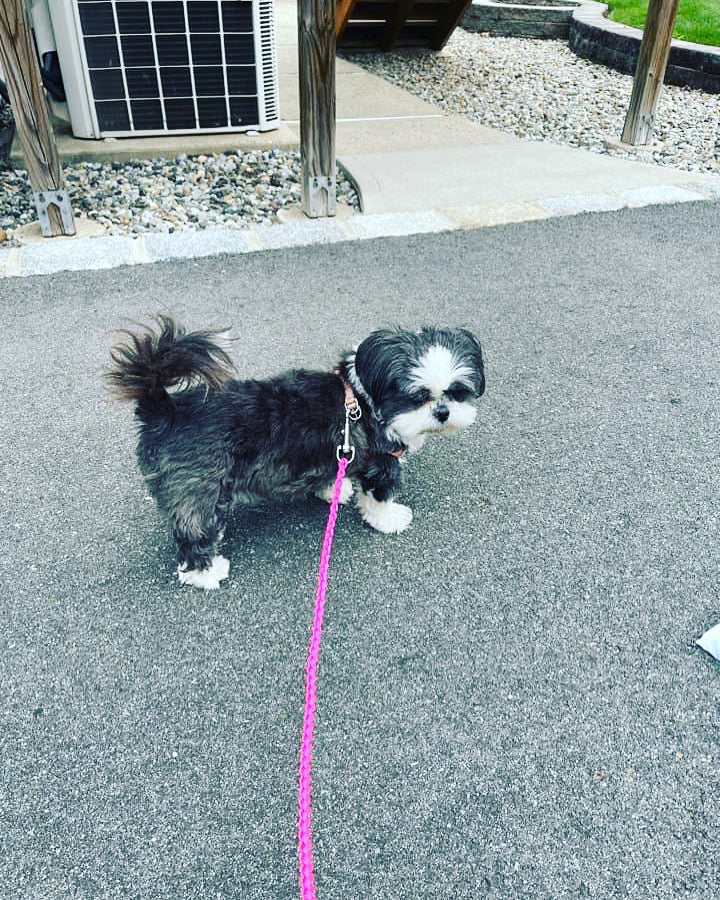 small dog leash pink